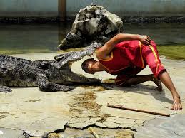 3Pokaz krokodyli i węży w Szarm el-Szejk