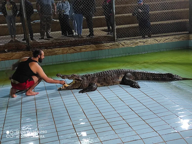 7Pokaz krokodyli i węży w Szarm el-Szejk