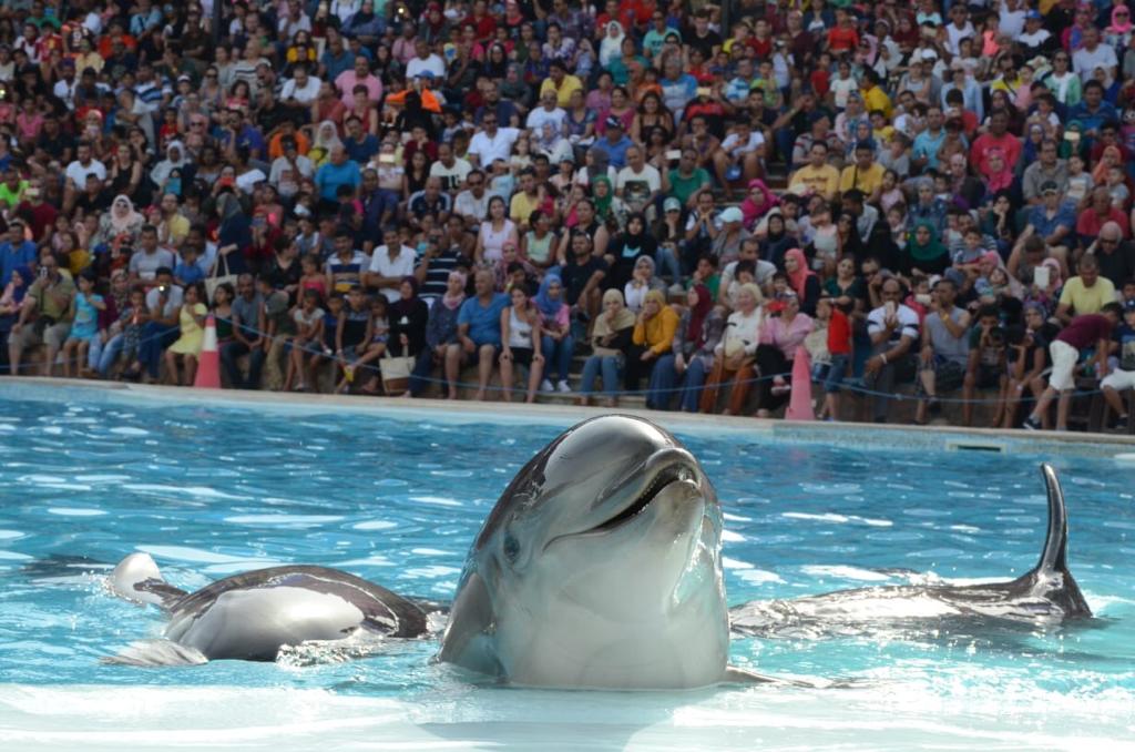 5Pływanie z delfinami w Szarm el-Szejk