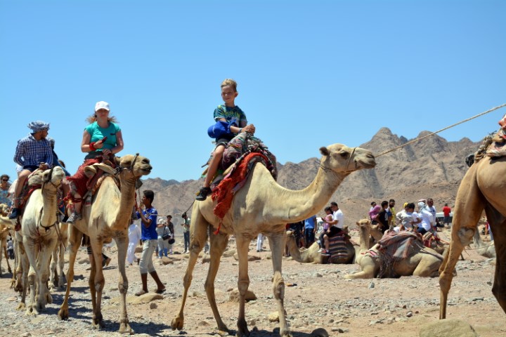 10Przejażdżka na wielbłądzie i herbata beduińska w Szarm el-Szejk