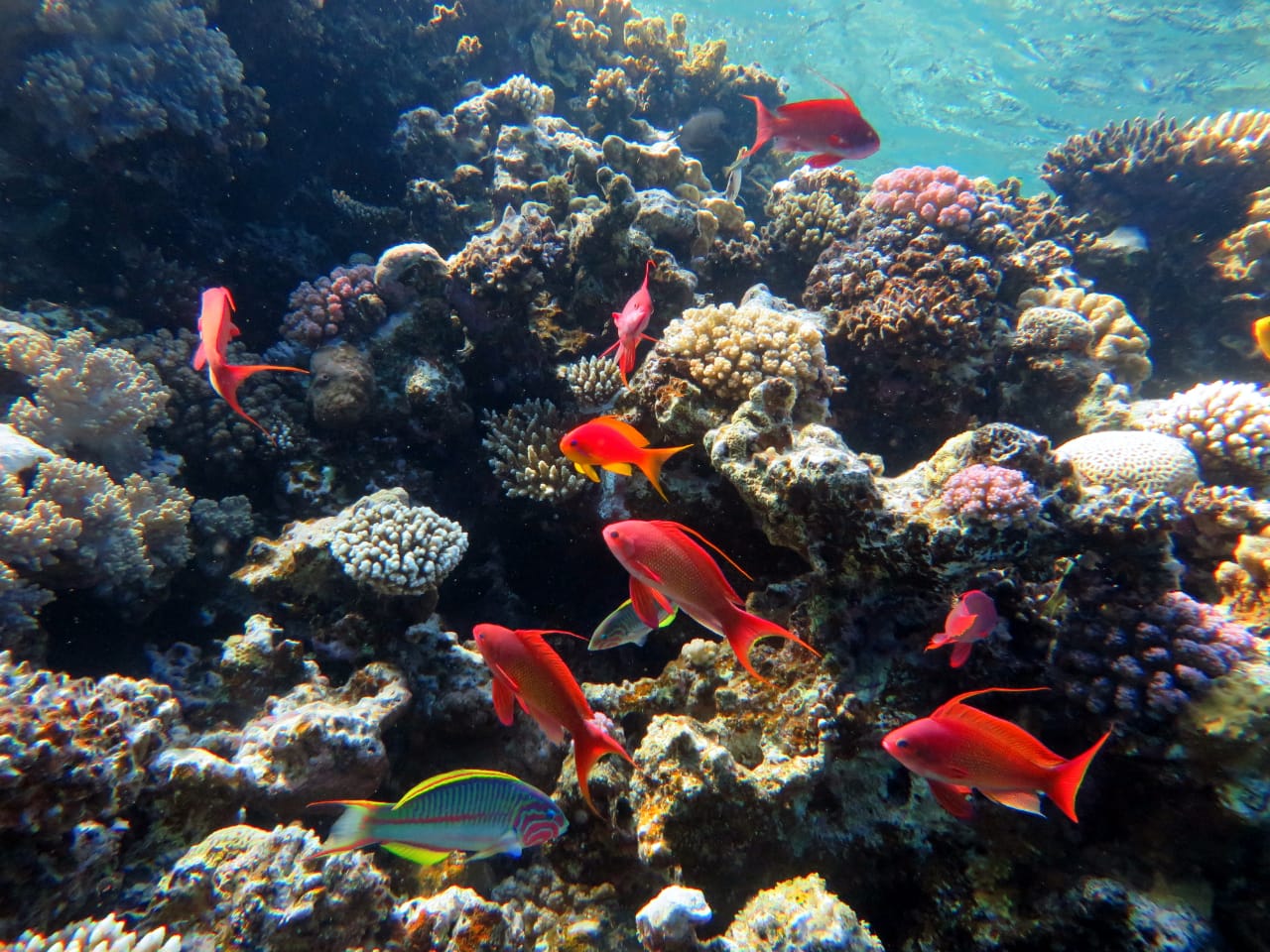 6Immersioni a Sharm El Sheikh- Corsi di immersione per tutti i livelli