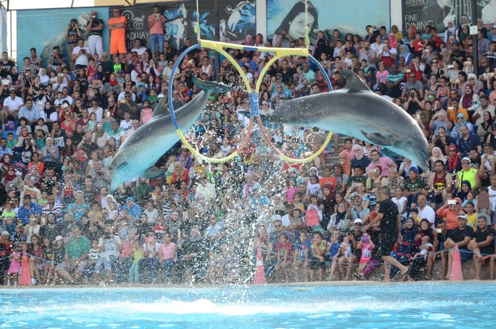 6Pływanie z delfinami w Szarm el-Szejk