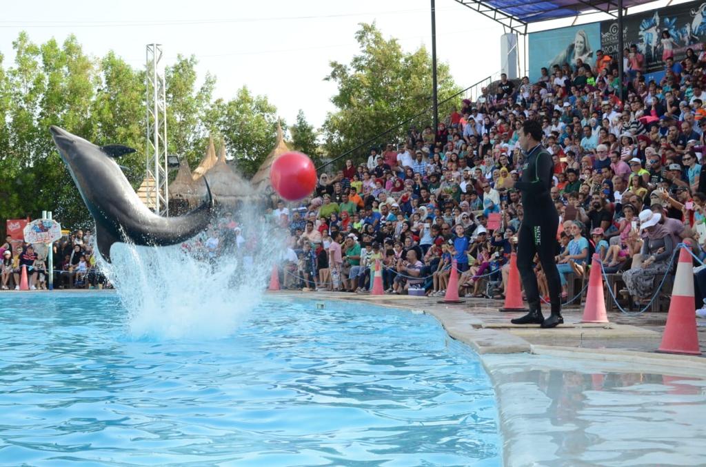 7Pływanie z delfinami w Szarm el-Szejk