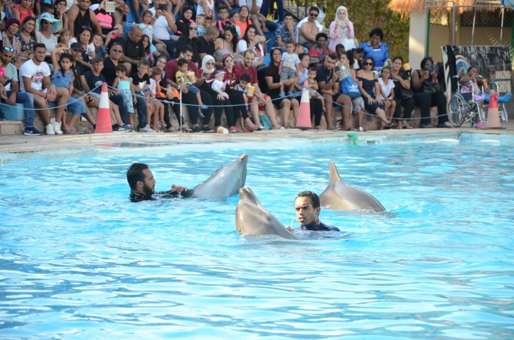 9Pływanie z delfinami w Szarm el-Szejk