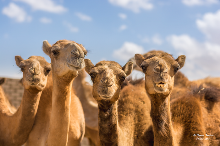 Прогулка на верблюдах в пустыне